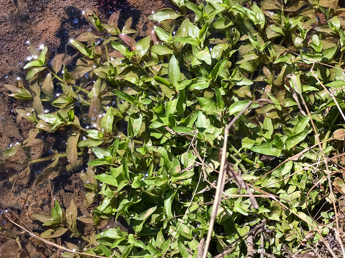 image of Ludwigia palustris, Common Water-purslane, Marsh Purslane, Marsh Seedbox