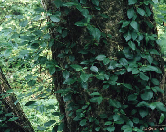 image of Hydrangea barbara, Climbing Hydrangea, Woodvamp, Decumaria, Decumary