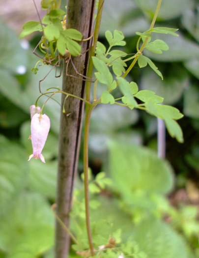 image of Adlumia fungosa, Climbing Fumitory, Allegheny Vine, Cliff-Harlequin