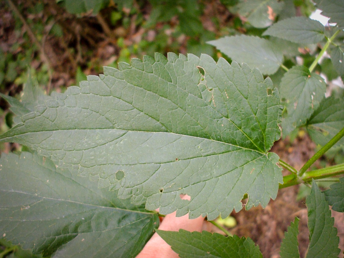 image of Agastache scrophulariifolia, Purple Giant-hyssop