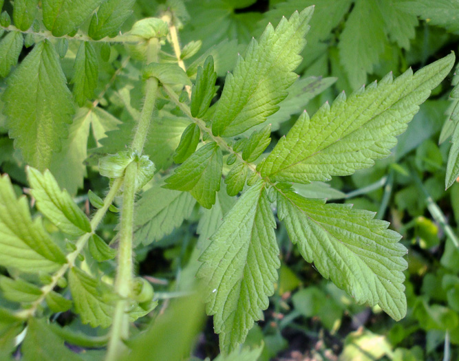 image of Agrimonia striata, Roadside Agrimony