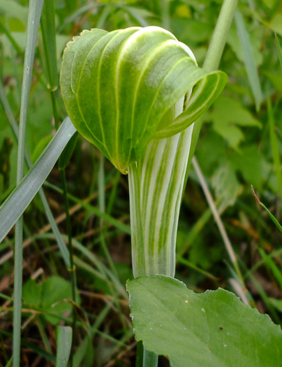 image of Arisaema stewardsonii, Bog Jack-in-the-pulpit, Northern Jack-in-the-pulpit