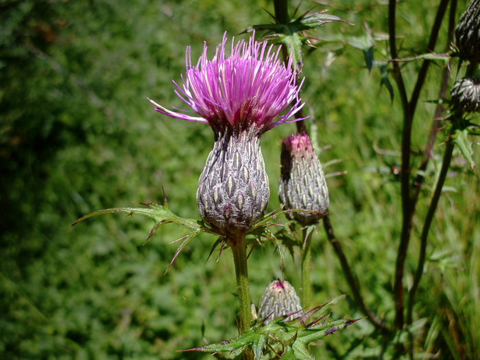 image of Cirsium muticum, Swamp Thistle