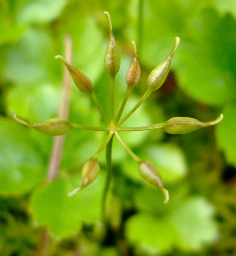 image of Coptis trifolia, Goldthread, Goldenroot, Threeleaf Goldthread