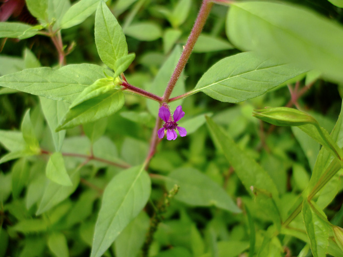 image of Cuphea viscosissima, Clammy Cuphea, Blue Waxweed