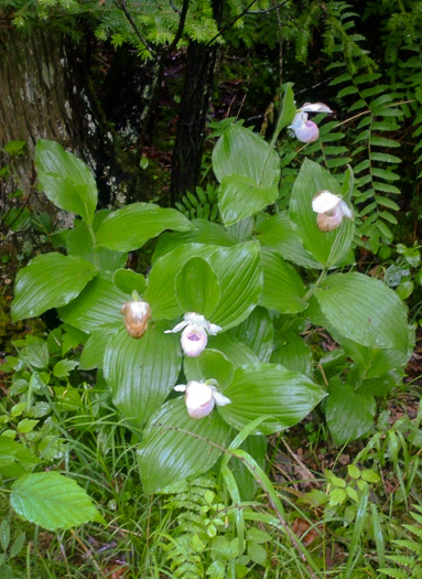 image of Cypripedium reginae, Showy Lady's Slipper, Queen Lady's Slipper