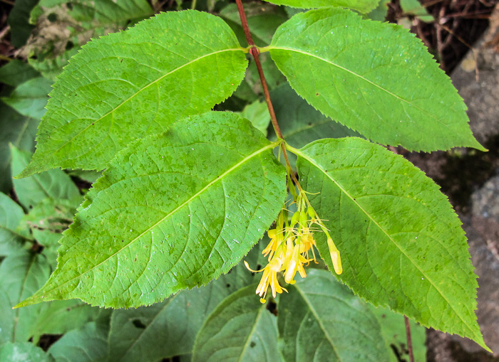 image of Diervilla lonicera, Northern Bush-honeysuckle