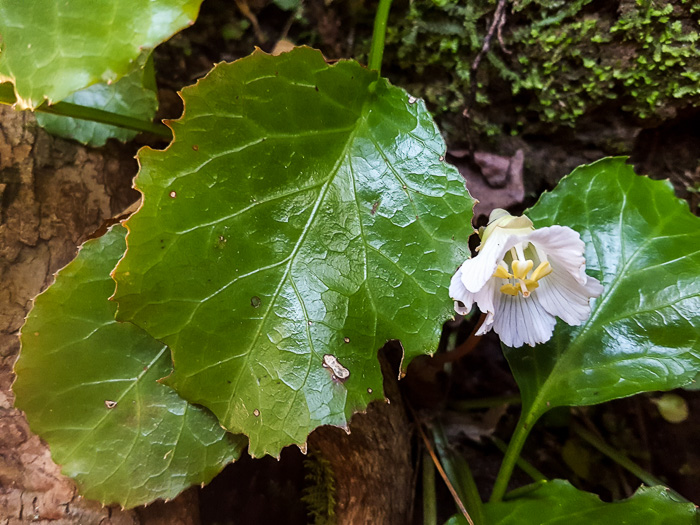 image of Shortia brevistyla, Northern Shortia, Northern Oconee Bells