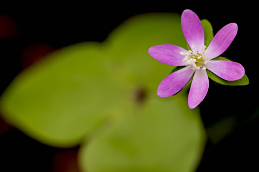 image of Hepatica acutiloba, Sharp-lobed Hepatica, Sharp-lobed Liverleaf