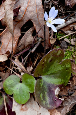 image of Hepatica americana, Round-lobed Hepatica, Round-lobed Liverleaf