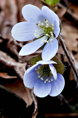 image of Hepatica americana, Round-lobed Hepatica, Round-lobed Liverleaf