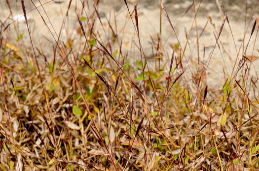 image of Arthraxon hispidus var. hispidus, Hairy Jointgrass, Small Carpgrass, Joint-head Grass, Basket Grass