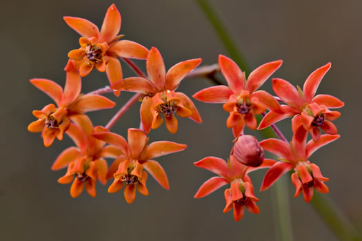 image of Asclepias lanceolata, Fewflower Milkweed, Red Milkweed