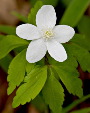 image of Anemone quinquefolia, Wood Anemone