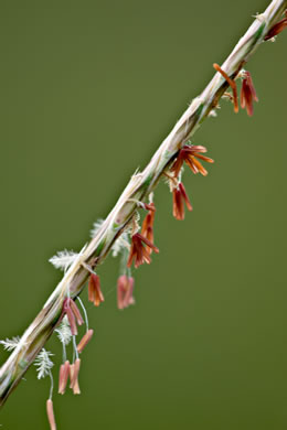 image of Andropogon ternarius, Splitbeard Bluestem, Silvery Bluestem