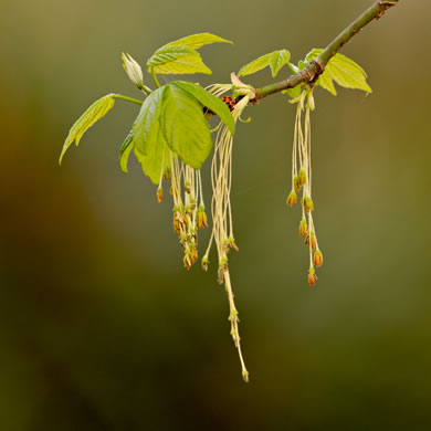 image of Acer negundo var. negundo, Eastern Box Elder, Ash-leaved Maple, River Maple