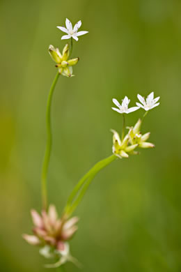 image of Allium canadense, Wild Onion, Meadow Garlic