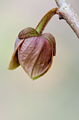 image of Asimina triloba, Common Pawpaw, Indian-banana