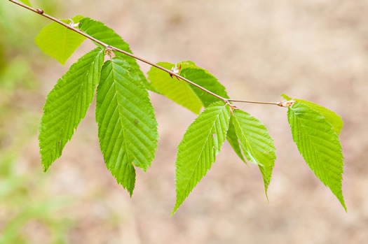 image of Betula alleghaniensis, Yellow Birch