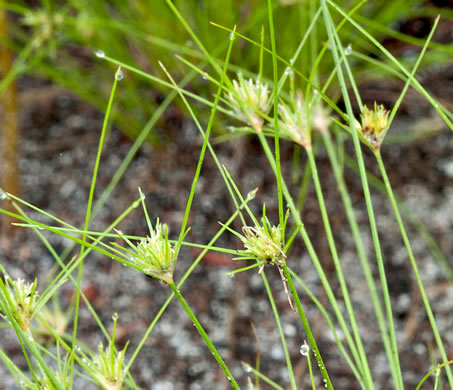 image of Bulbostylis stenophylla, Sandy-field Hairsedge