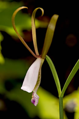 image of Cleistesiopsis bifaria, Appalachian Dragonhead Pogonia, Appalachian Small Spreading Pogonia, Smaller Rosebud Orchid, Upland Spreading Pogonia