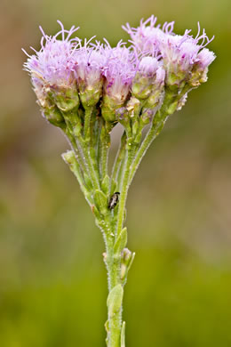 image of Carphephorus corymbosus, Florida Paintbrush, Coastal Plain Chaffhead, Flatwood Chaffhead