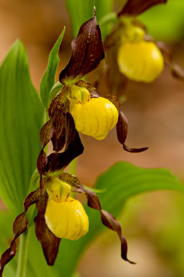 image of Cypripedium parviflorum var. parviflorum, Small Yellow Lady's Slipper