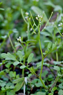 image of Cardamine pensylvanica, Pennsylvania Bittercress, Quaker Bittercress