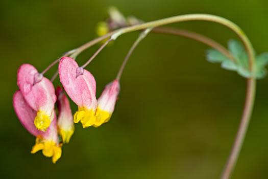 image of Capnoides sempervirens, Pale Corydalis, Rock Harlequin, Pink Corydalis, Tall Corydalis