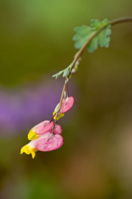 image of Capnoides sempervirens, Pale Corydalis, Rock Harlequin, Pink Corydalis, Tall Corydalis