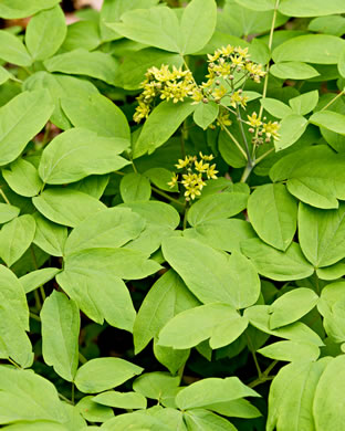 Caulophyllum thalictroides, Common Blue Cohosh, Papooseroot, Green Vivian