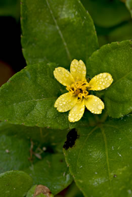 image of Calyptocarpus vialis, Straggler-daisy, Lawnflower, Horse-herb