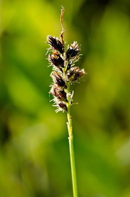 image of Cenchrus brownii, Slimbristle Sandspur