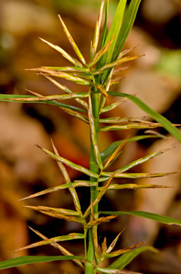 image of Dulichium arundinaceum var. arundinaceum, Threeway Sedge