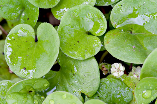 image of Dichondra carolinensis, Carolina Ponyfoot