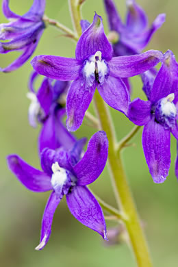 image of Delphinium tricorne, Dwarf Larkspur