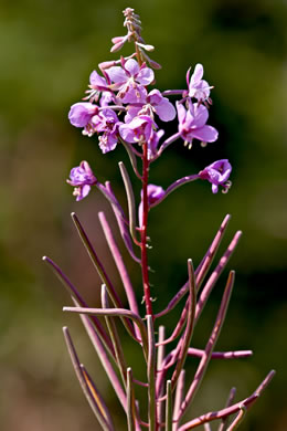 image of Chamaenerion angustifolium ssp. circumvagum, Great Willowherb, Fireweed