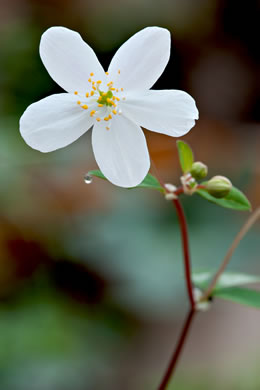 image of Enemion biternatum, False Rue-anemone, Isopyrum