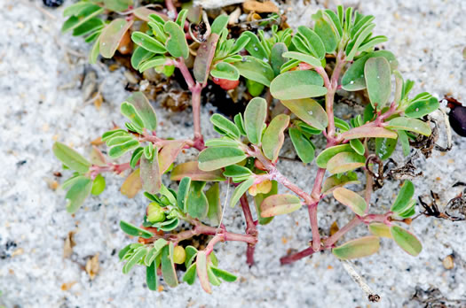 image of Euphorbia bombensis, Southern Seaside Spurge, Dixie Sandmat