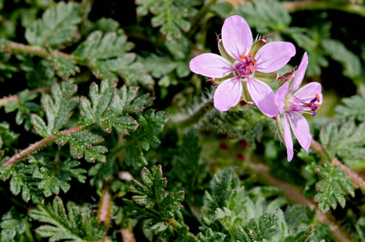 image of Erodium cicutarium, Common Storksbill, Redstem Storksbill, Heronsbill, Redstem Filaree