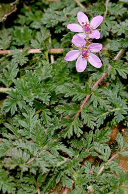 image of Erodium cicutarium, Common Storksbill, Redstem Storksbill, Heronsbill, Redstem Filaree