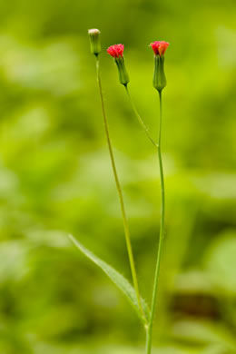 image of Emilia fosbergii, Salmon Tasselflower, Cupid’s-shaving-brush