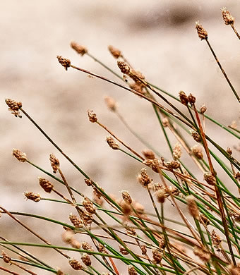 image of Eleocharis geniculata, Canada spikesedge, Bent spikerush