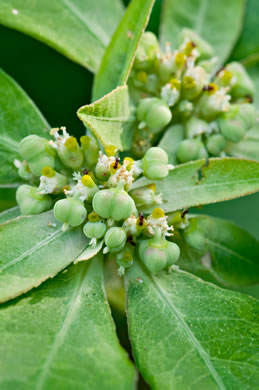 image of Euphorbia heterophylla, Fiddler's Spurge, Mexican Fireplant, Catalina, Jacob's-ladder