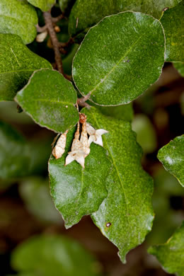 image of Elaeagnus pungens, Thorny Olive, Autumn Siverberry, Silverthorn, Thorny Elaeagnus