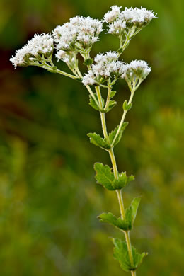 image of Eupatorium rotundifolium, Common Roundleaf Boneset, Common Roundleaf Thoroughwort, Common Roundleaf Eupatorium