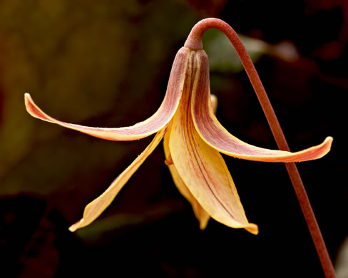 image of Erythronium umbilicatum ssp. umbilicatum, Dimpled Trout Lily, Dogtooth Violet