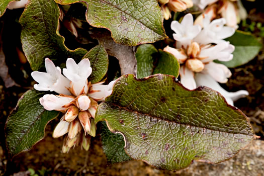 image of Epigaea repens, Trailing Arbutus, Mayflower