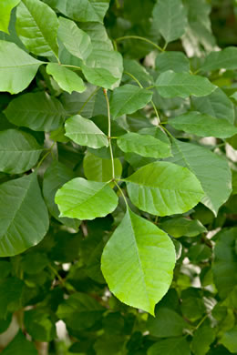 image of Fraxinus caroliniana, Carolina Ash, Water Ash, Pop Ash