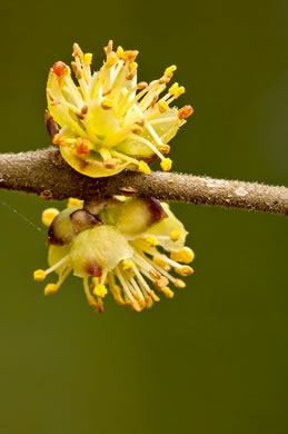 image of Forestiera godfreyi, Godfrey's Forestiera